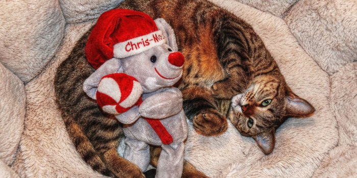 2108x1360 30 christmas puppy wallpaper pictures