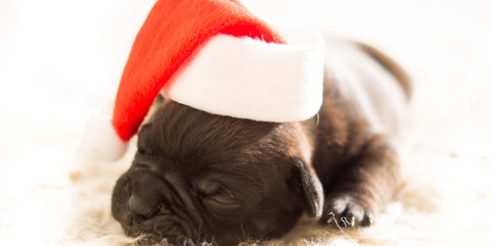 4908x3267 HD wallpaper: cute animals, New Year, puppy, 4K, Christmas, mammal