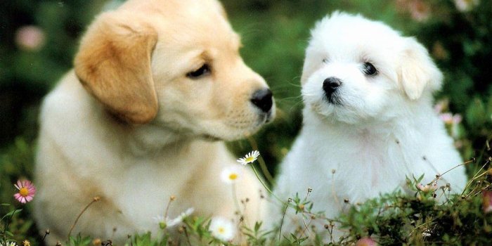 1920x1080 Cute Puppy Pictures Wallpapers (68+ background pictures)