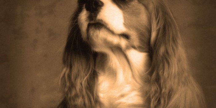 1024x768 Cute Christmas Puppy Wallpaper | Cute Christmas Puppy Wallpa…