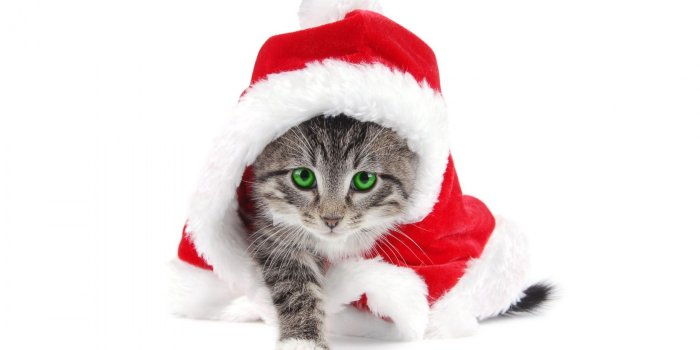 1680x1050 Christmas puppy wallpaper wallpaper