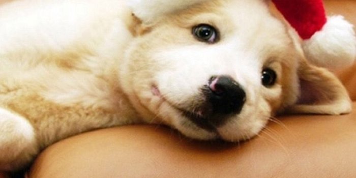 750x1334 Download you may also like cartoon puppy wallpaper cute puppy family