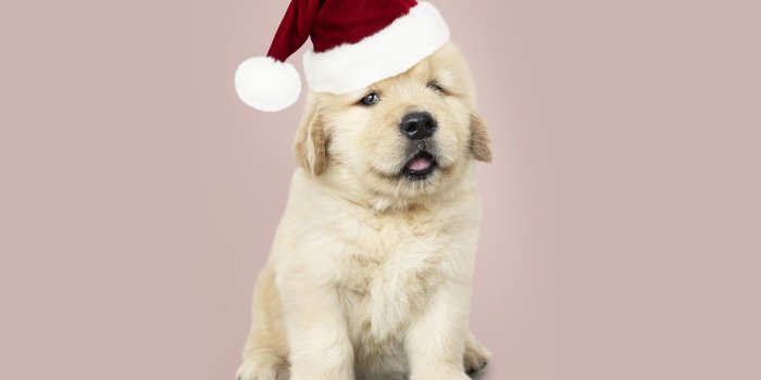 1332x850 Wallpaper dog, New Year, Christmas, puppy, Santa, Labrador