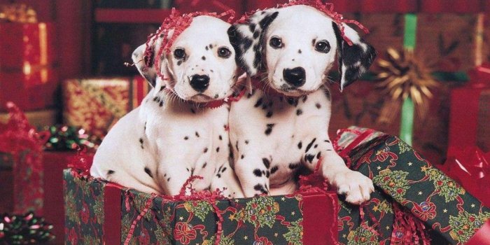 1366x768 The Student Eye » A Letter to Santa