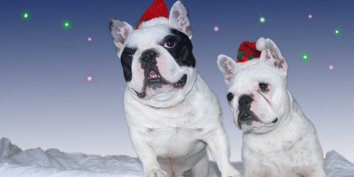 1426x1042 Wallpaper Dogs: Dogs Puppy Santa Cute Christmas Animal Holiday Hat