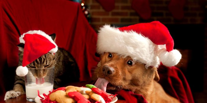 2560x1600 64+ Christmas Animal Wallpapers on WallpaperPlay