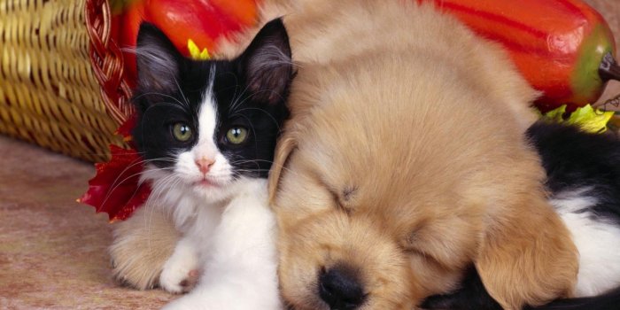 1600x1000 Cute Pets Christmas wallpapers special collection | PIXHOME | Pet