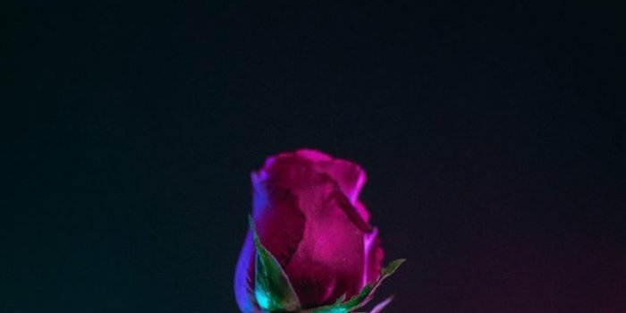 720x1280 Android Wallpaper - A Rose Phone Wallpaper Lockscreen HD 4K Android
