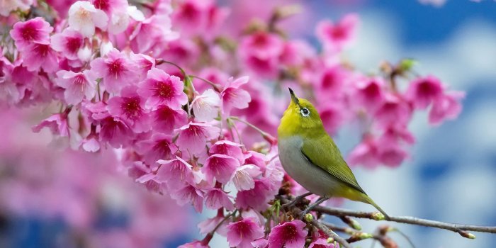 1920x1200 31+ HD Spring Wallpapers, Backgrounds, Images | Design Trends