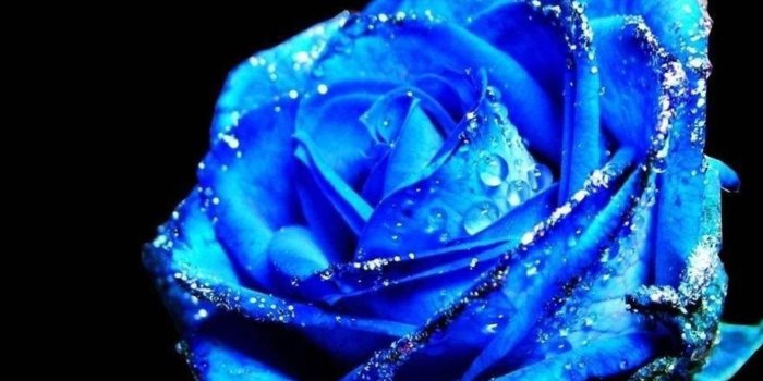 1600x1200 cliserpudo: Black And Blue Rose Wallpaper Images
