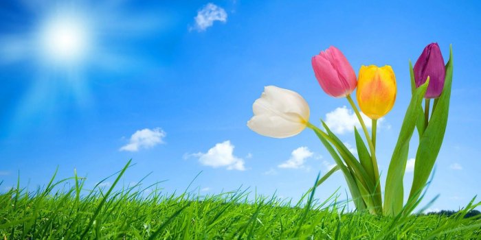 1600x1000 Free Most Beautiful Springs Nature Wallpapers - HD Nature Pictures