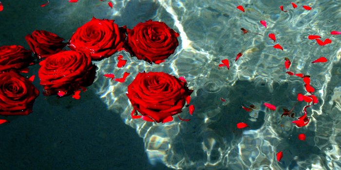 3008x2000 Top 10 Punto Medio Noticias | Red Flowers Tumblr Wallpaper