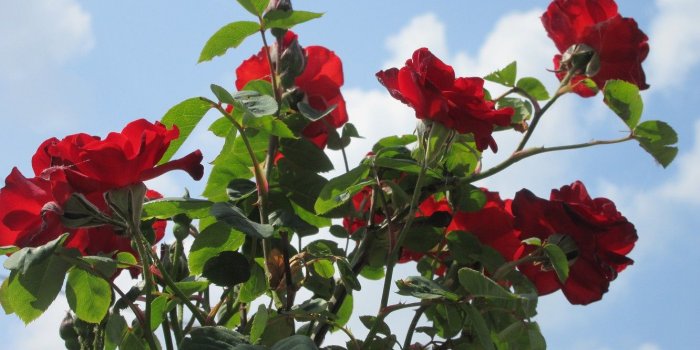 1332x850 Wallpaper the sky, flowers, Bush, red roses, spring 2018, Mamala