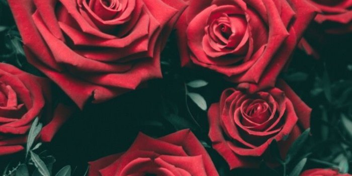 750x1334 Roses 