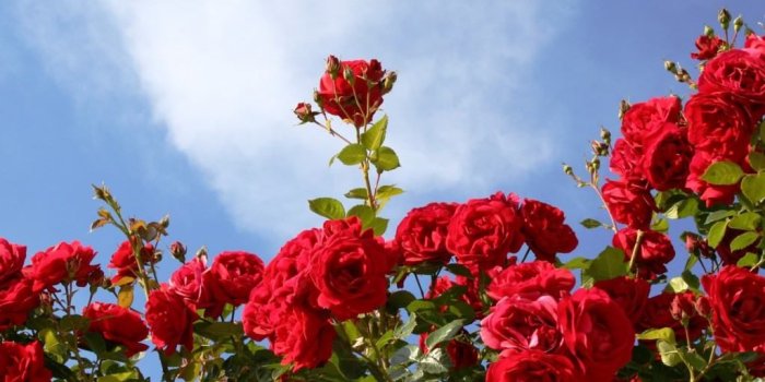 1024x768 Rose Flowers: beautiful wallpapers in the sky