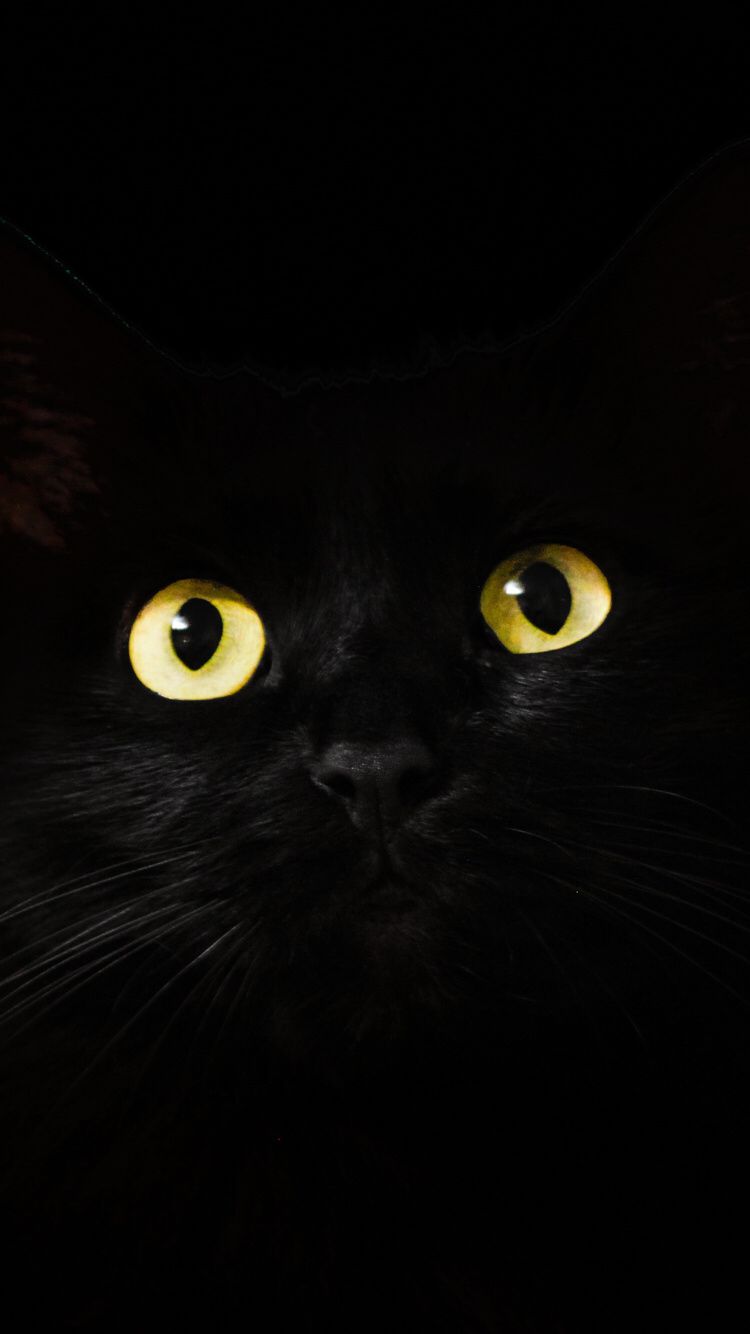 750x1334 Cat Eyes | Wallpaper | Black phone wallpaper, Iphone wallpaper, Lock