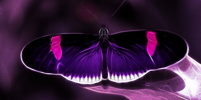 1280x960 Purple And Black Butterfly Wallpapers Purple and black butterfly