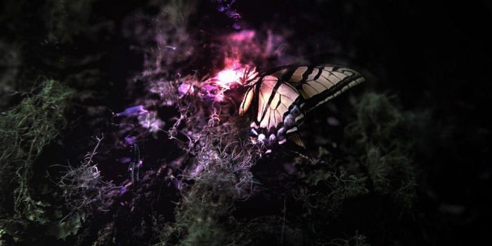 1024x768 Black Butterfly Wallpapers