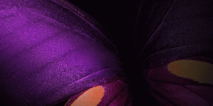 1440x2560 Wallpaper Samsung Galaxy Fold, Butterfly, Purple, Pink, Black