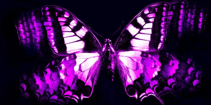 1920x1200 Black Butterfly Background (59+ images)