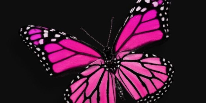 720x1280 Black and pink | *Wallpaper - Butterfly in 2019 | Pink, black