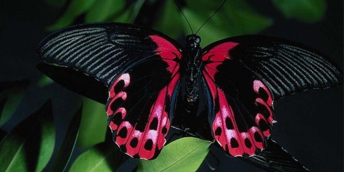 1024x768 Amazing Black Purple Butterfly | Okay Wallpaper