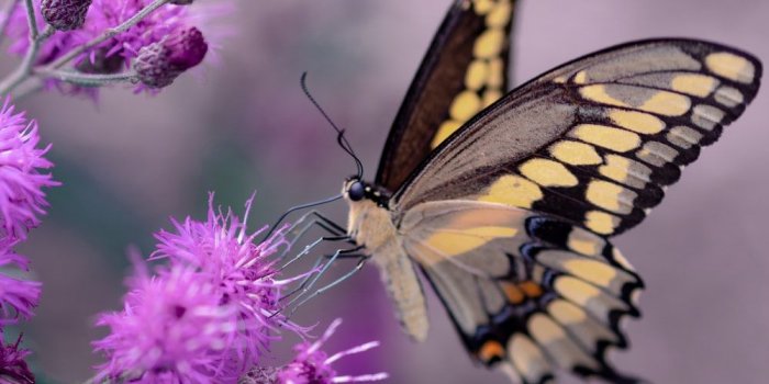 1000x1333 100+ Butterfly Pictures [HQ] | Download Free Images on Unsplash