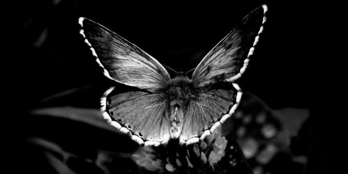 1024x768 Black Butterfly Wallpapers