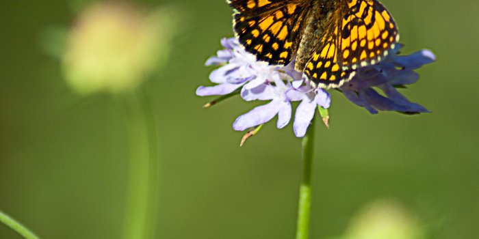 2592x3556 Shallow focus photography of yellow and black butterfly on purple