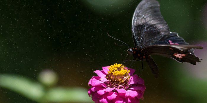 2880x1620 Black Butterfly on Purple Flower | HD Wallpapers