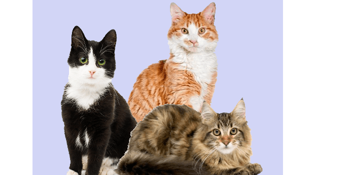 1440x900 Golden trio transfigured into cats : harrypotter