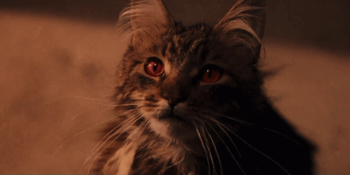 1920x796 Filch's Cat - Harry Potter Wallpaper (1920x796) (177321)