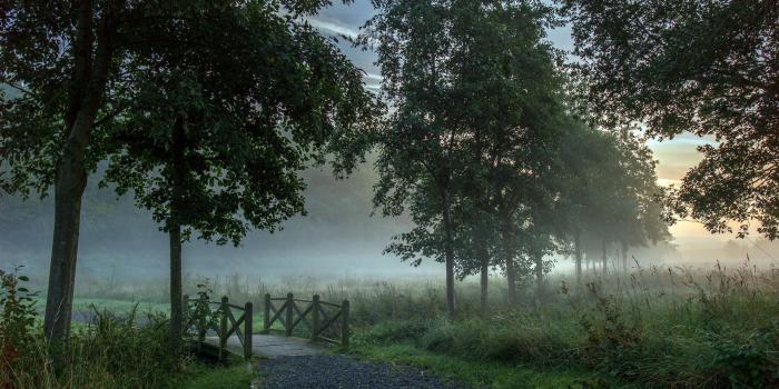 1920x1200 Early morning mist wallpaper | 1920x1200 | #29950