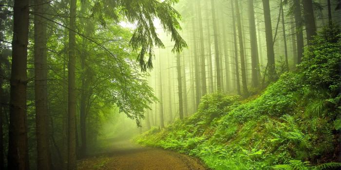 2560x1600 Early Morning Forest Wallpapers - 2560x1600 - 1826626