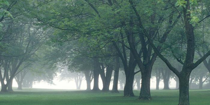 1600x1200 Nature: Early Morning Mist Central Indiana, picture nr. 19793