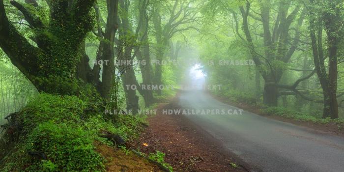 1920x1200 early morning misty fog forests nature