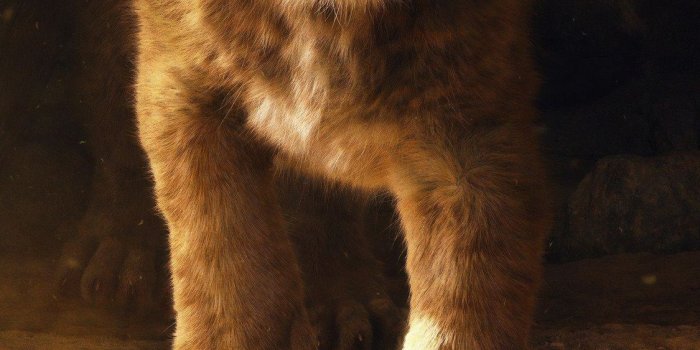 1125x2436 1125x2436 The Lion King 2019 Iphone XS,Iphone 10,Iphone X HD 4k