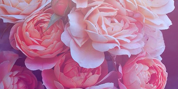 1080x1920 Pink Galaxy Iphone Wallpaper Beautiful pink roses hd wallpaper