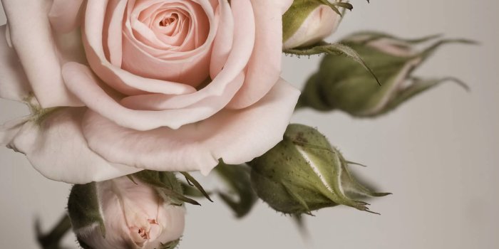 1650x1070 Elegant Pink Rose Wall Mural - Murals Wallpaper