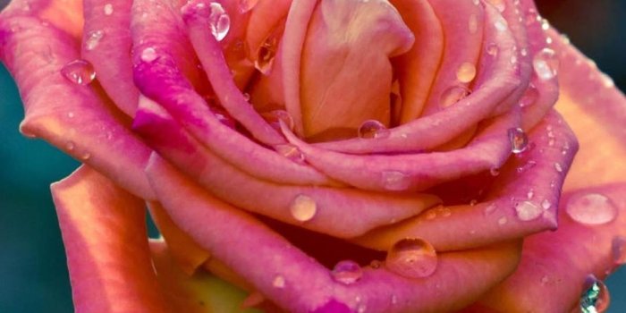 1080x1920 China Red Rose Macro Iphone 6 Wallpaper Download (#877903) - HD