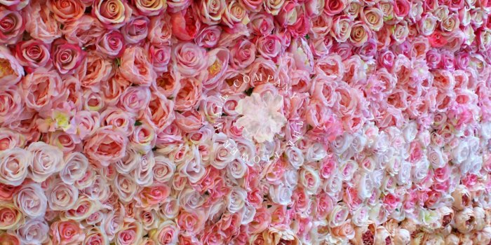 1451x2168 Garden Rose Ombre Flower Wall， ombre flower wall, floral backdrop