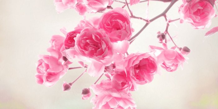 1280x768 Pink Rose Wallpaper - Wallpapers Browse