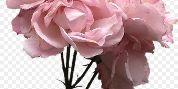 900x920 Free Transparent Flower Gif Tumblr, Download Free Clip Art, Free