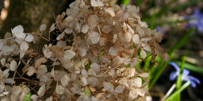 2048x2048 68+ Hydrangea Wallpapers on WallpaperPlay