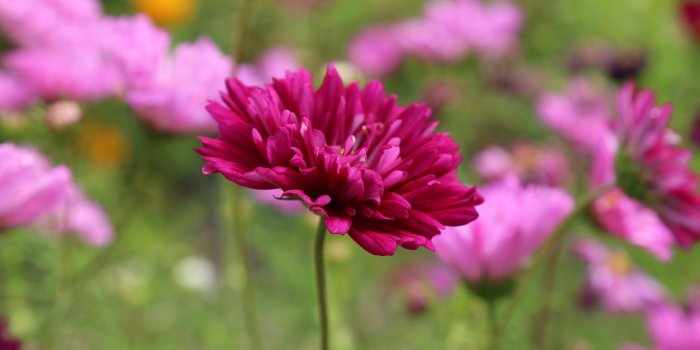 2732x2048 Pink Scenic Wallpapers - Desktop Wallpaper