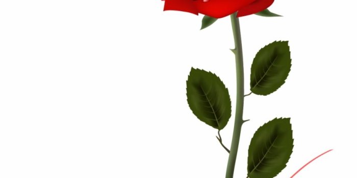 920x1052 Rose Desktop Wallpaper Clip Art - Valentines Day Chloroform