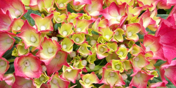 2560x1440 68+ Hydrangea Wallpapers on WallpaperPlay