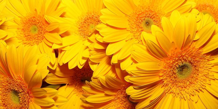 1920x1200 Yellow Flowers Wallpapers (26+)