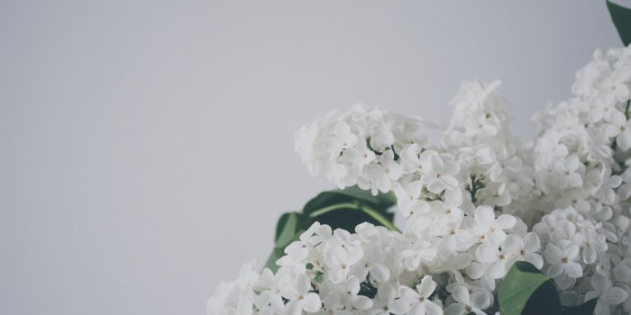 4272x2848 Aesthetic Flowers Background Hd - Ala Model Kini