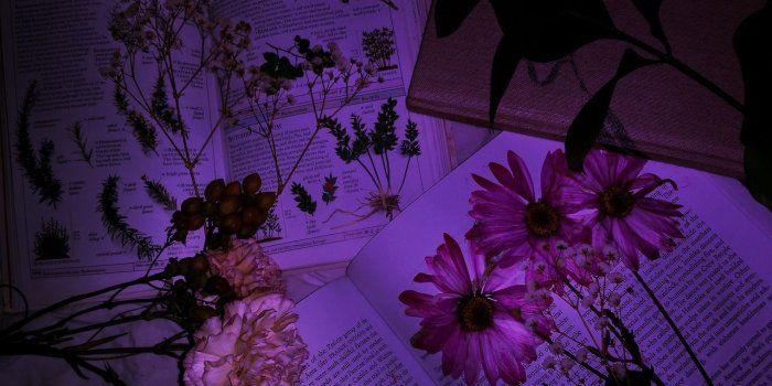 1280x720 Dead Roses Aesthetic: Dead Roses Lyrics – HD Wallpapers